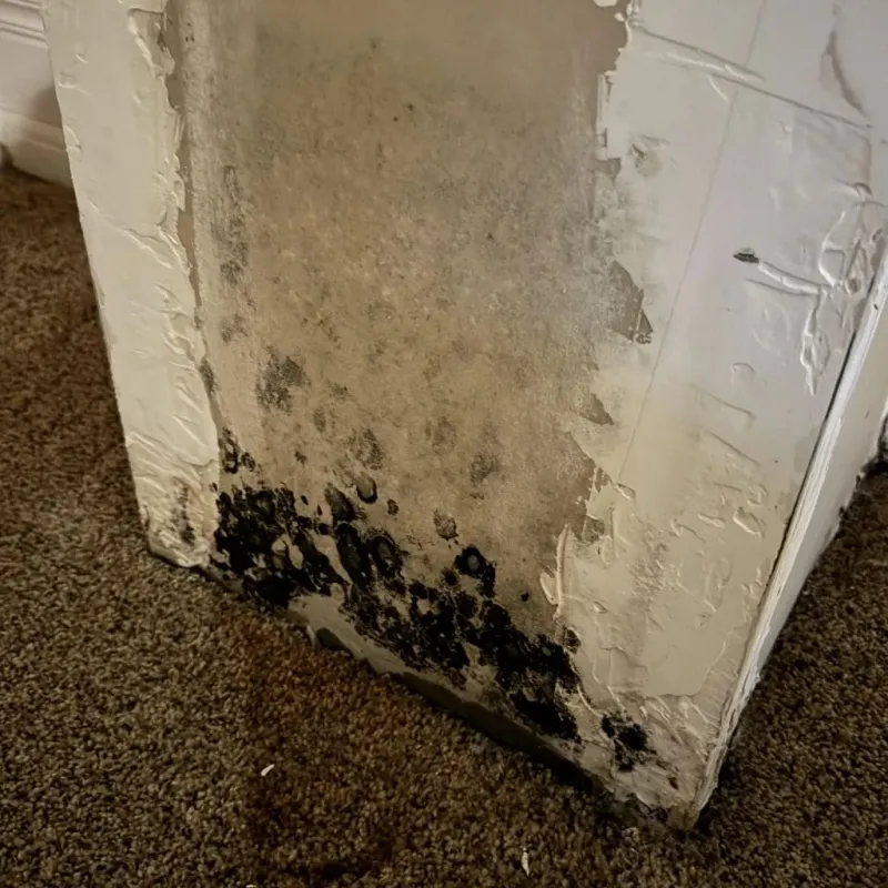 Professional Mold Removal in West Richland, WA